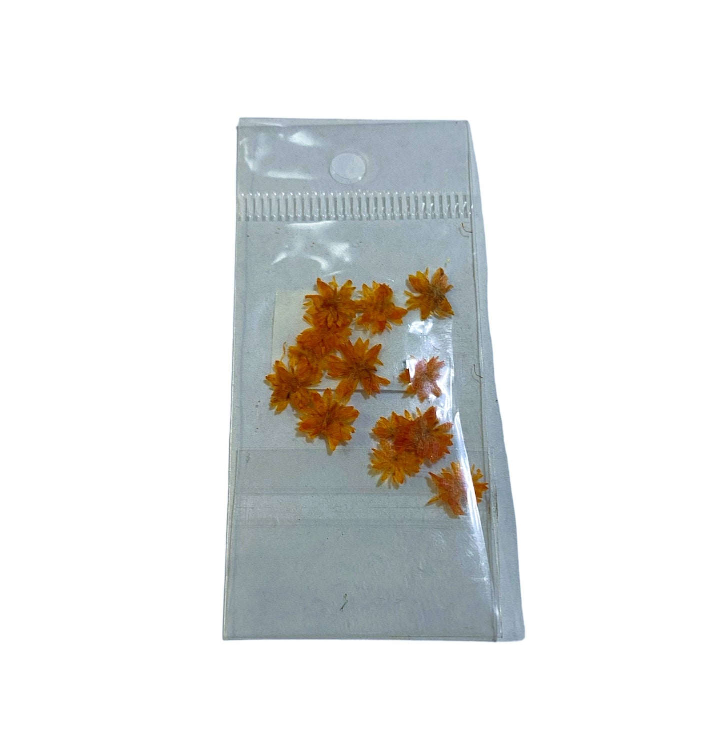 JUDITH NATURALEZA MUERTA MARGARITA