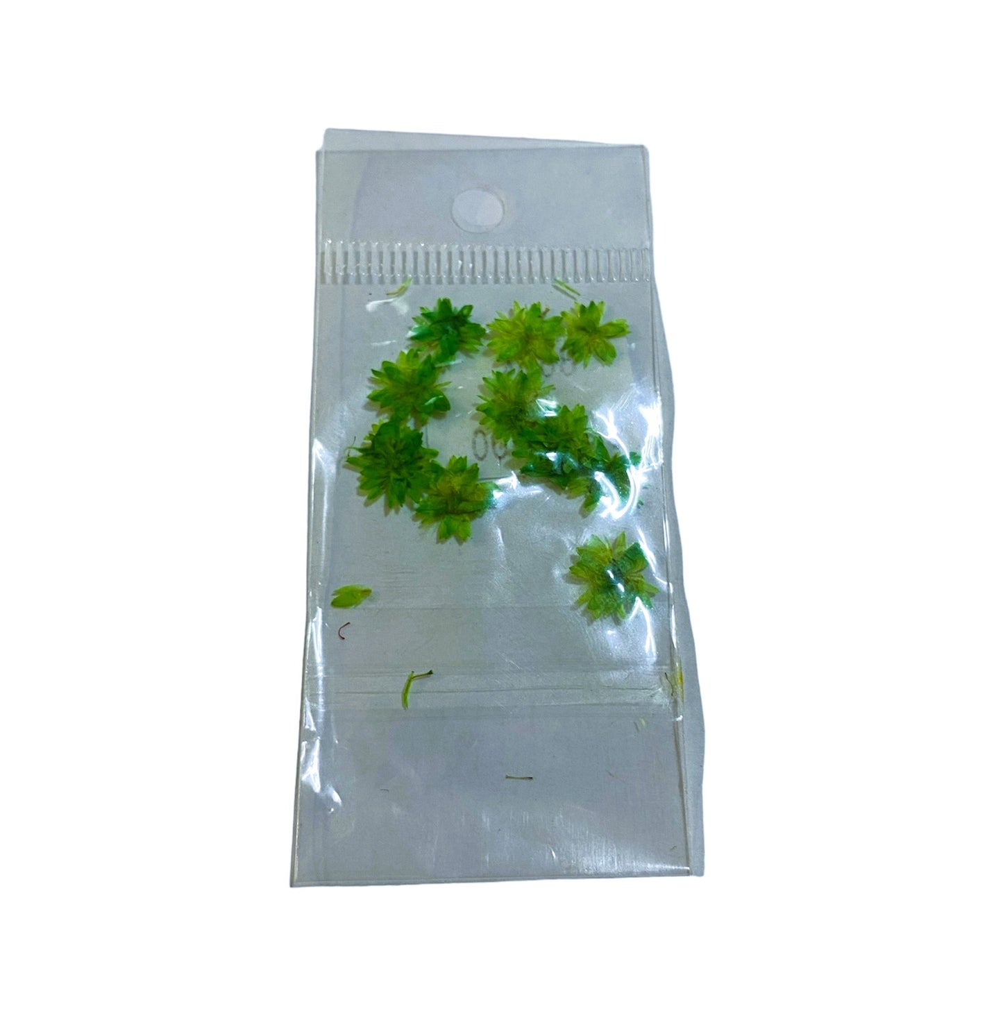 JUDITH NATURALEZA MUERTA MARGARITA